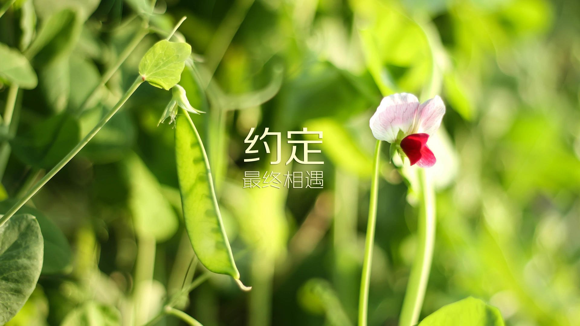 “法甲明星闪耀全场，引领球队迈向胜利”，法甲十大球星