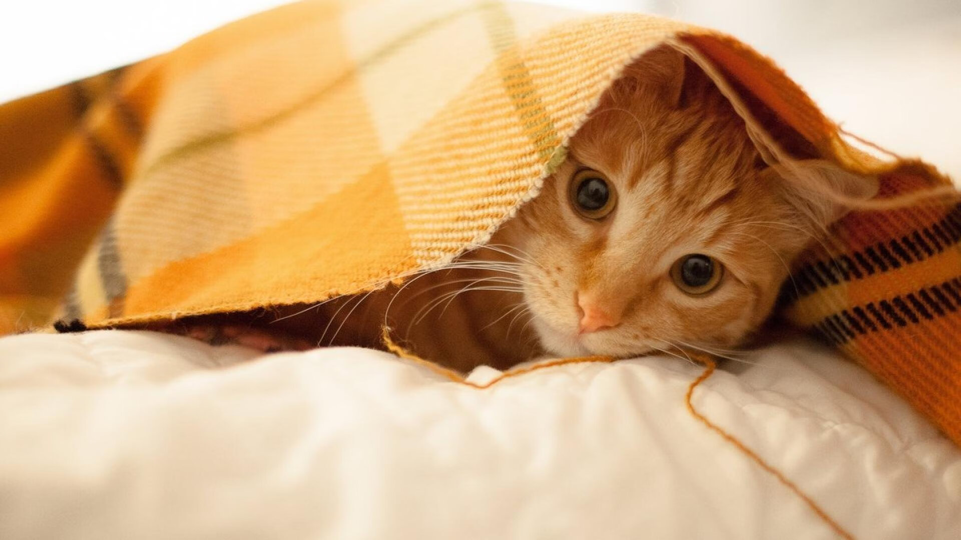 “东安湖赛场:跑酷选手翻越障碍,极限动作震撼全场”