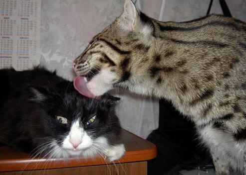 法甲年轻力量：新星崛起，未来掌控！，法甲最年轻进球