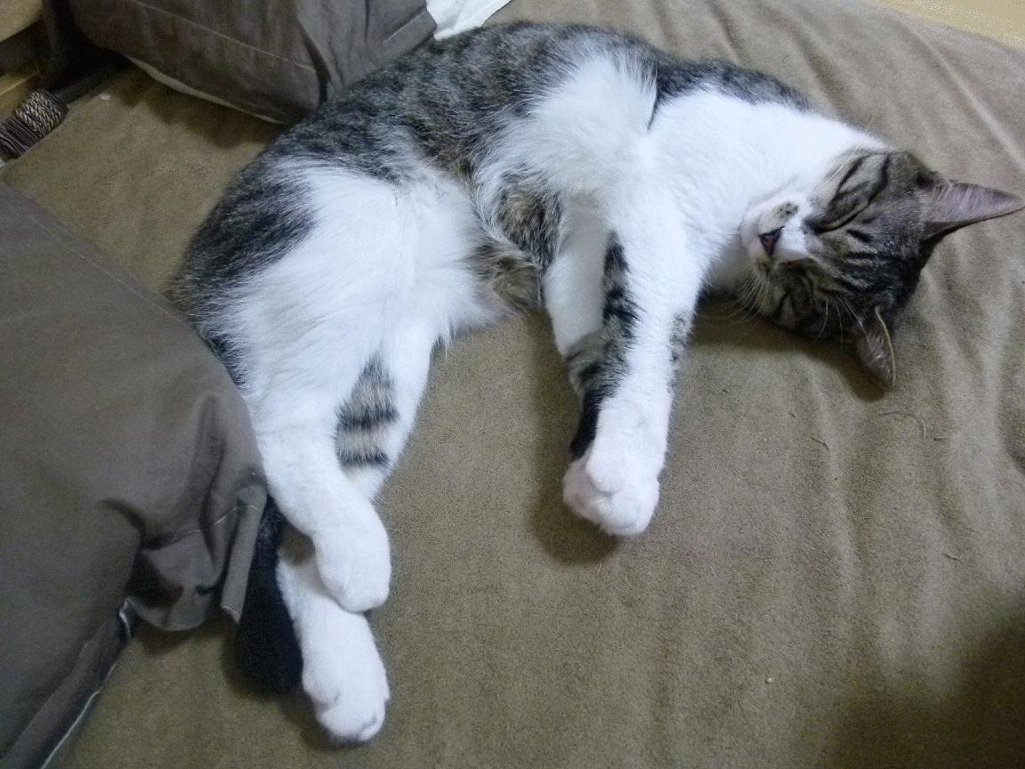 波兰泳将赫梅列夫斯基技术与速度兼备,波兰泳协