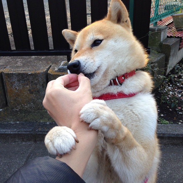 开云体育官方网入口-米兰双雄奋力争冠，意甲局势火热